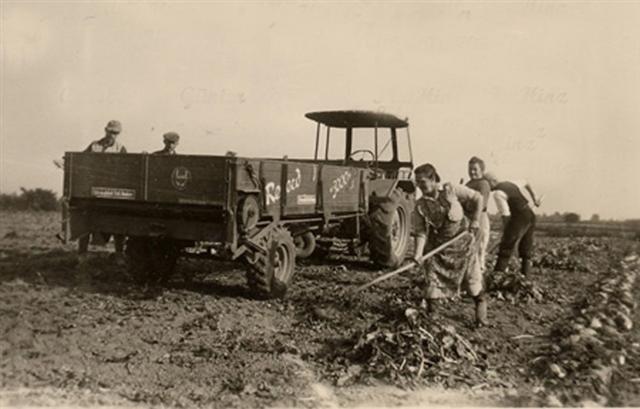 832L bei der R&uuml;benernte